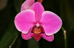 Orchid_Phalaenopsis_hybrid